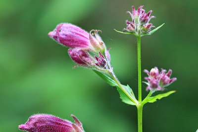 Nothocheolone nemorosa (Woodland Beardtongue or Turtlehead)