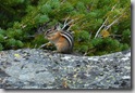 2007-07-23-y-chipmunk01