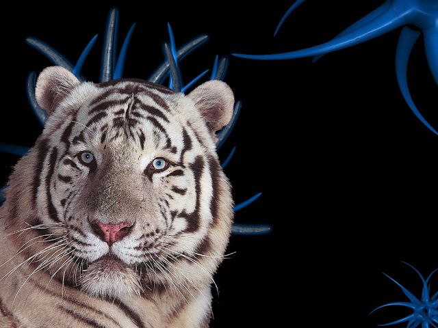 White Tiger Wallpaper