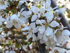 American Plum Prunus americana spring flowers at Mount Pleasant Cemetery by garden muses--not another Toronto gardening blog