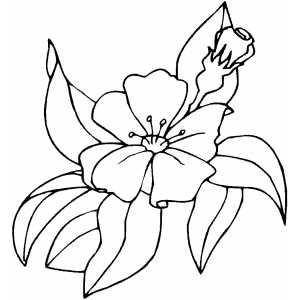 flower coloring pages