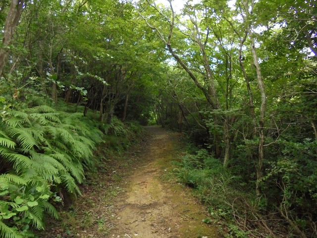 樹木とシダが美しい情景