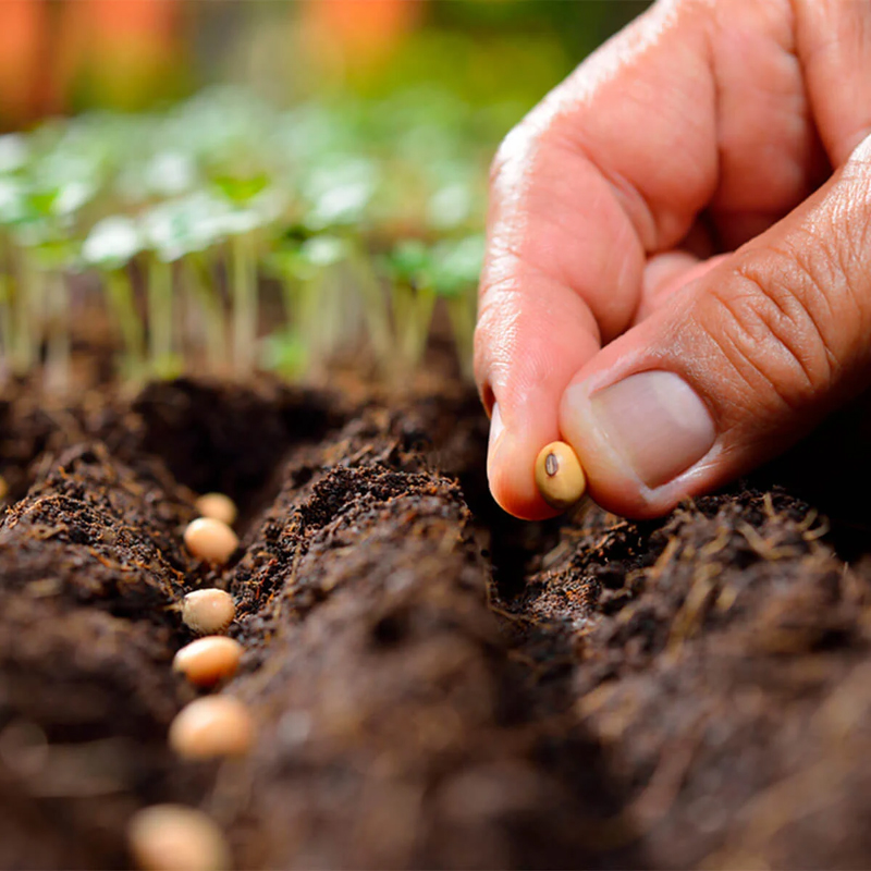 When to Plant These Popular Vegetables