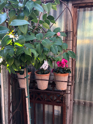 potted cyclamen