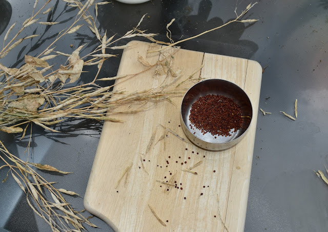 Harvesting mustard seeds
