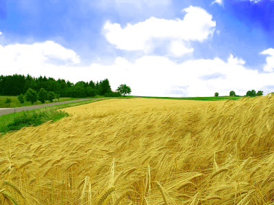 HD Crop Field Wallpapers