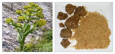 Asafoetida or Heeng, a stinking plant derived gum before cooking, looses its stink completely when cooked and transforms the food into a highly palatable dish