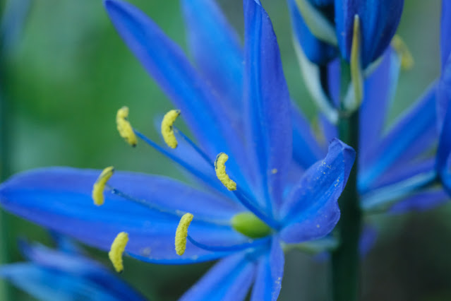 Blue Camas