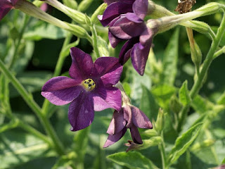 Nicotiana x sanderae 'Perfume Deep Purple' 