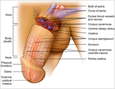 bagian bagian penis