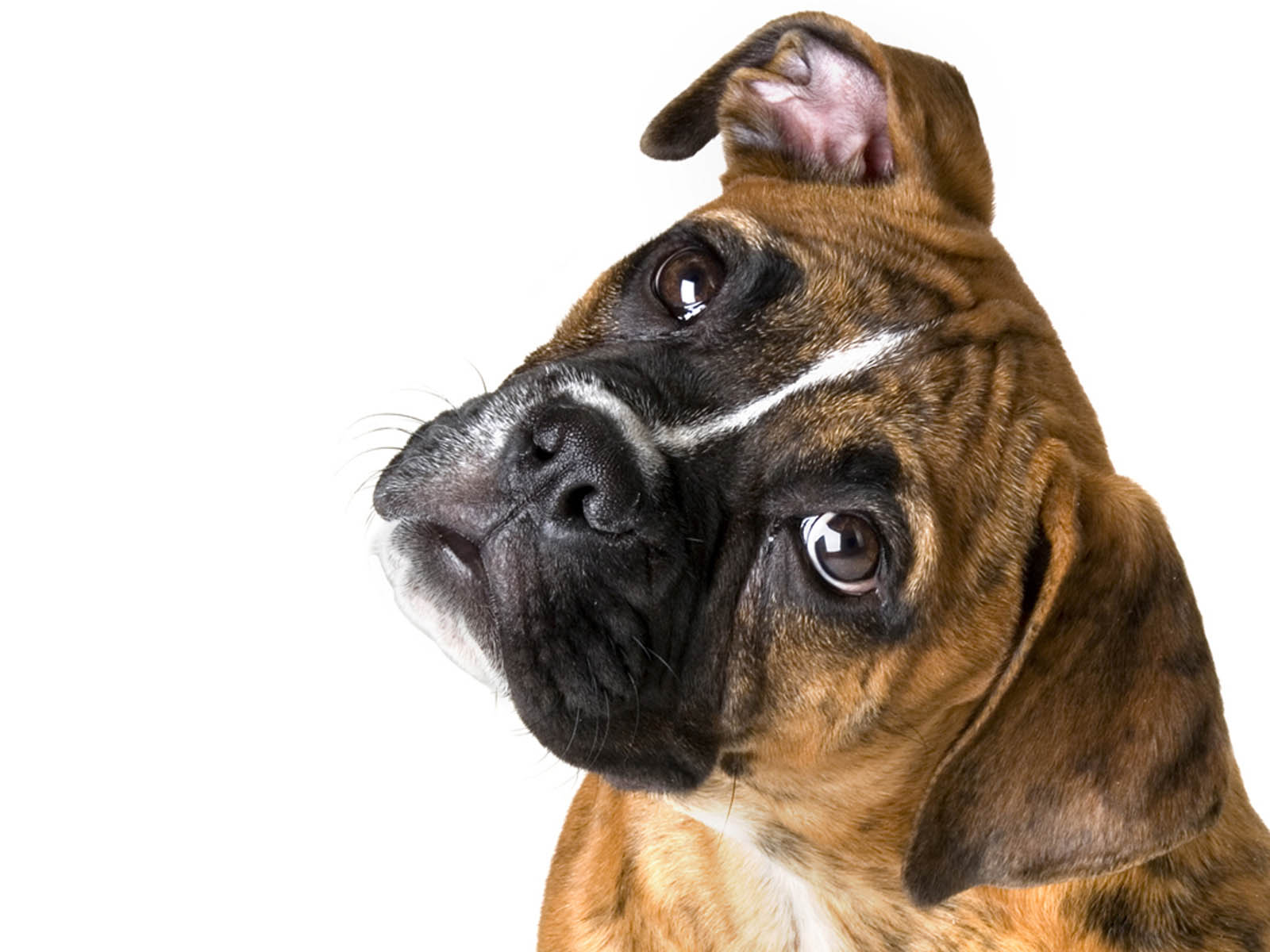 Wallpapers Boxer Dog Wallpapers HD Wallpapers Download Free Images Wallpaper [wallpaper981.blogspot.com]