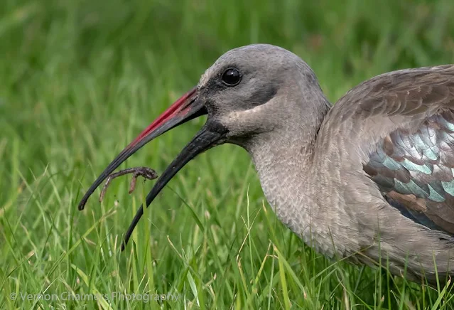 Hadida Ibis with Canon EF 400mm f/5.6L USM Lens Copyright Vernon Chalmers