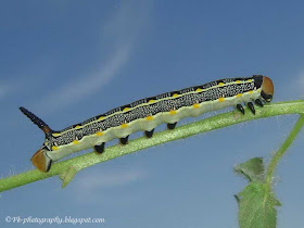 Yellow and black caterpillar