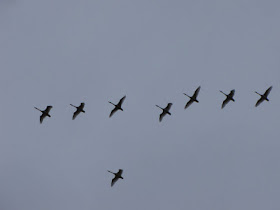 trumpeter swans in flight