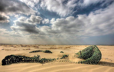 Fotografías de objetos varados en la playa (Washed Up)