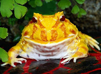 Frogs images