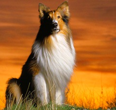 Lassie