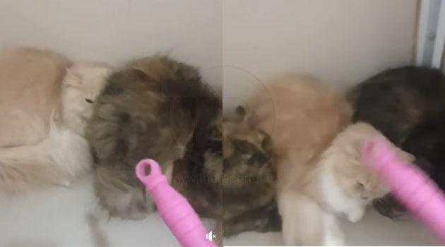 (Video) 'Kau ingat kau kucing, aku takleh hempuk?!' - Selebriti maki kucing diselar netizen