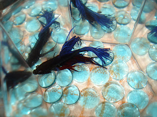 crowntail betta splenden