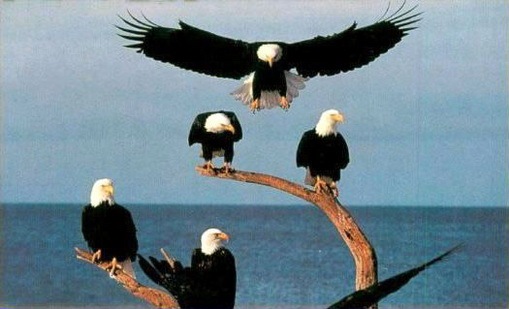 https://blogger.googleusercontent.com/img/b/R29vZ2xl/AVvXsEj_caWlQm-eAGYZoQZqxr5qgsHhyphenhyphenS05JhAwcsezx5k5FyEYS-JldUGwdAv7myTjJGaIM66fGnPIbGVa_gGv9KYYEmksa8_0xz_72FJq-Lr65sm9HHiW7l5YI8Shnl40d9Rn_ySkgsvAyAg/?imgmax=800