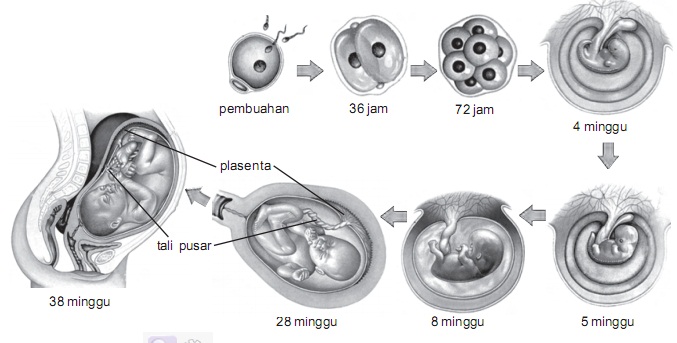 Pelajaran IPA 6 SD Tentang Cara Perkembangbiakan Manusia 