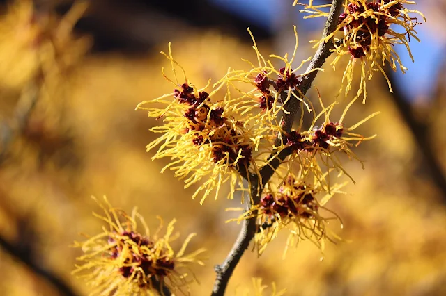 Medicinal Plants for Piles and hemorrhoids