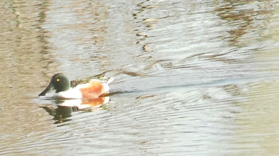 Anas clypeata, macho, pato cuchara, Laguna del Picón de los Conejos, grupos reducidos, sostenibilidad, turismo sostenible, bajo impacto, caminos publicos, transporte público, salida de observación, excursiones aitor, fauna Madrid, Jarama, Parque Natural del Sureste, Parque Regional en torno a los ejes de los cursos bajos de los ríos Manzanares y Jarama, conoceris, ruta guiada, aves invernantes, Jarama, Velilla de San Antonio, 24 de enero,