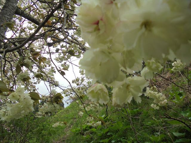 別所川渓流植物園の入り口の牡丹桜