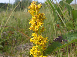 Verge d'or des marais - Solidago uliginosa