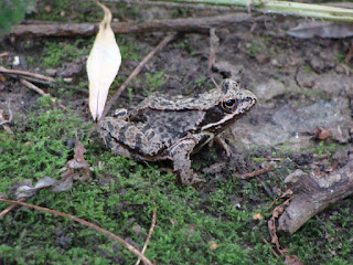 Rana dalmatina DSC45303