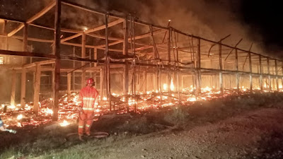 Kebakaran Hebat Kandang Ayam Di Pringsewu, 18 Ribu Ekor Ayam Mati Terpanggang.