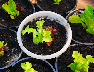 lettuce seedlings