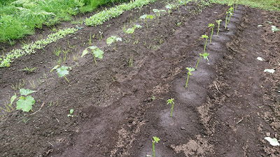 植え替えたオクラが復活