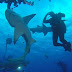 Calling Shark Divers: World´s Largest Shark Sanctuary 