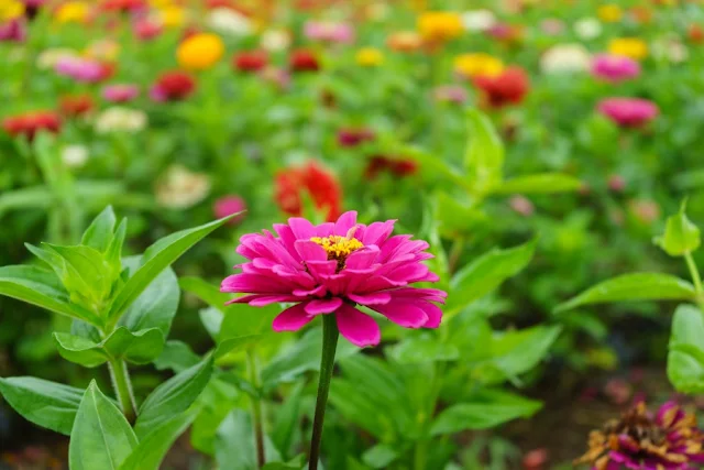 百日草～山中湖花の都公園