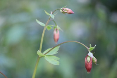 Columbine in bud