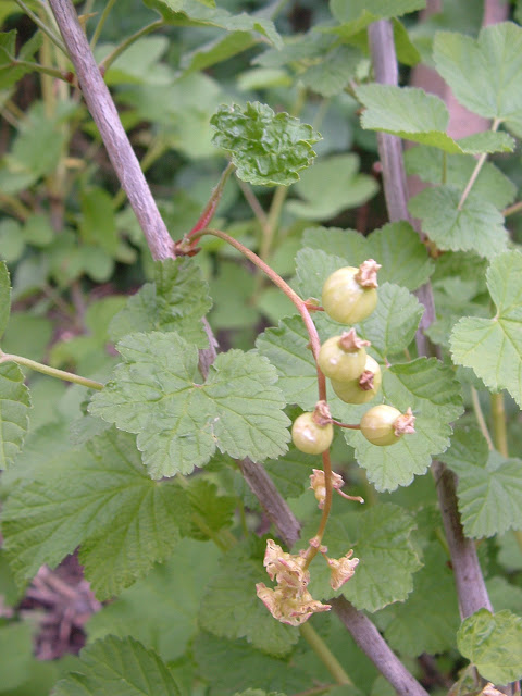 Photo of immature redcurrants on the branch