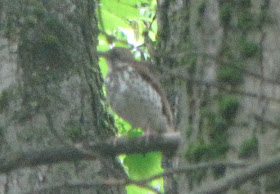 wood thrush