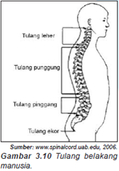 Tulang belakang