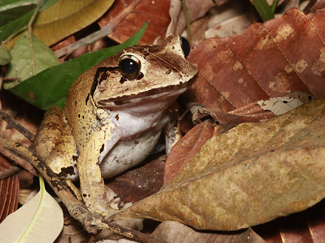 Malesian Frog -  Limnonectes Malesians