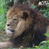 Adorable Month Old Lion Cubs Frolic As Parents Look On