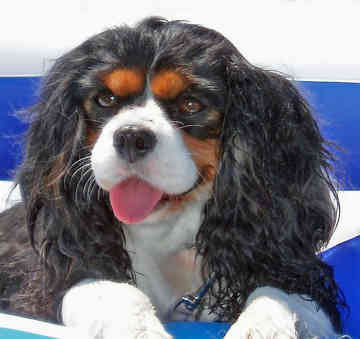 charles spaniel simulacrum