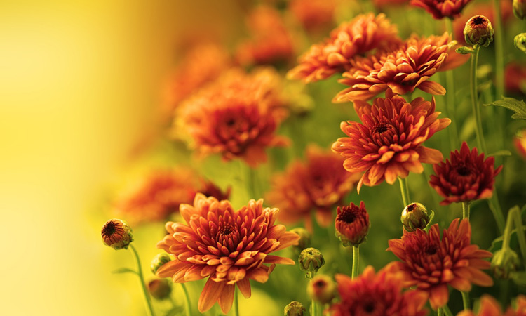 Beautiful Autumn Garden Flowers ~ a special flowers