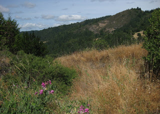 View of a tree-lined canyon with pink flowers in the foreground, from the summit of Sweetwater Springs Road, Sonoma County, California