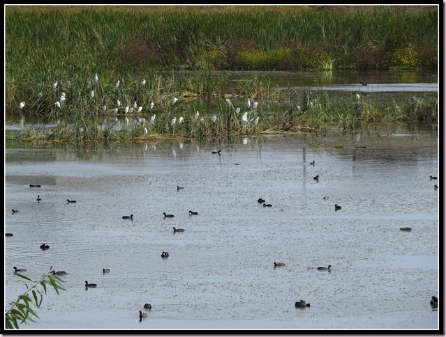 pondmedIMG_4954