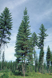 pino blanco occidental Pinus monticola