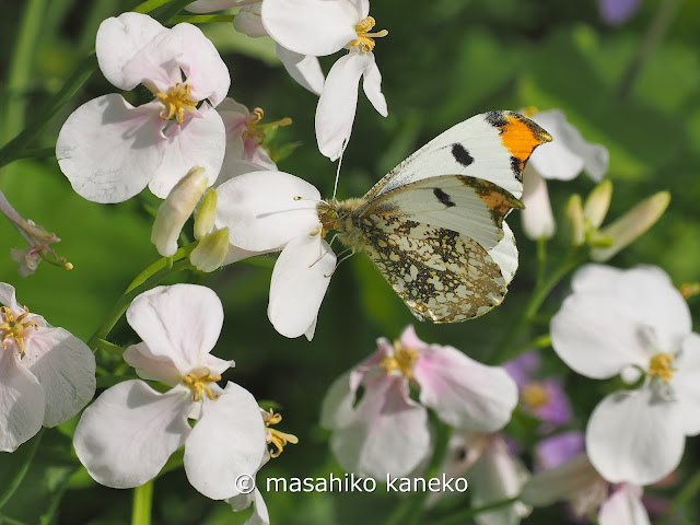 ツマキチョウ♂