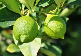 ¿Cómo elaborar un abono seco para que el árbol de limonero explote de frutos?
