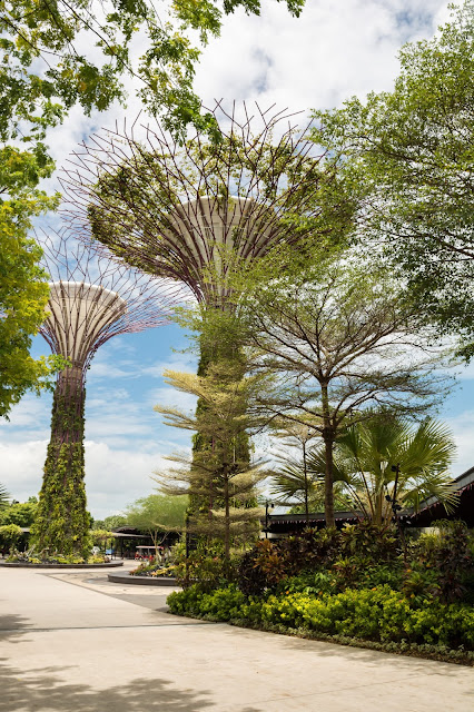 singapur, barvy, budovy, cestování, svět, gardens by the bay