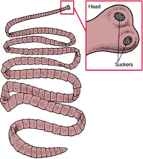 gambar cacing dewasa taenia saginata}